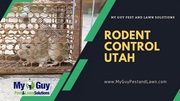Get Rid of Rodents – Rodent Control Utah