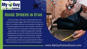 Eliminate House Spiders in Utah with My Guy Pest and Lawn