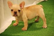 male french bulldog puppy for re homing